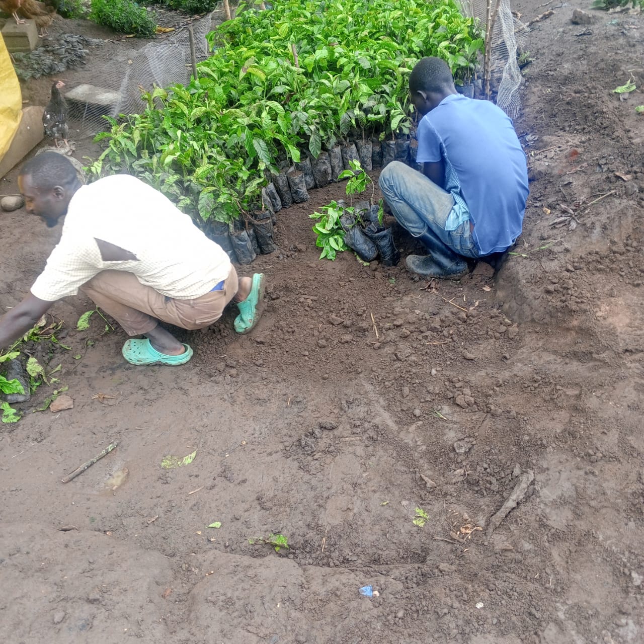 Coffee plants